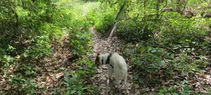 Morning walk in the woods at PhaNgan Animal Care for Strays in Koh Phangan