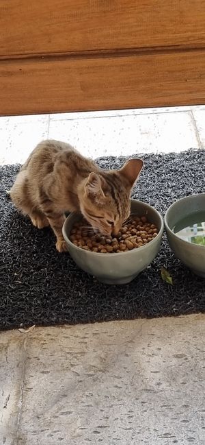  at Gabo Kitchen in Ankara