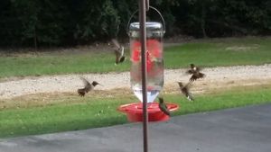 Hummngbirds enjoying their meal.  Nature abounds at Nickey's Nest.   at Nickeys' Nest in Paris