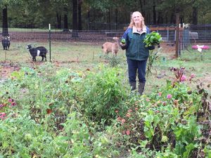 Janie in one of our gardens harvesting some greens for our rescue goats.  at Nickeys' Nest in Paris