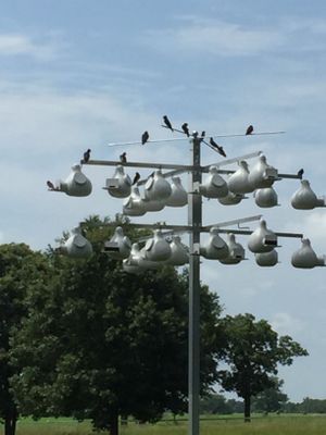 Our purple martin colony.  These amazing birds arrive in March and raise their young and then migrate to South America in July. at Nickeys' Nest in Paris