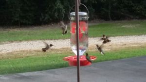 We welcome our hummingbirds year round and supply nectar to these beautiful creatures.  at Nickeys' Nest in Paris