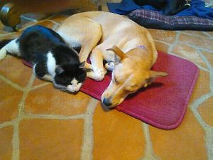 Everyone gets along at Nickeys' Nest.  Here is Tex, one of our rescue cats and Lucy, one of our rescue dogs....Lucy LOVES to play catch with her tennis balls! at Nickeys' Nest in Paris