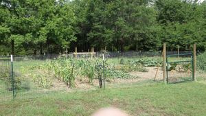 Our organic vegetable garden. We also grow herbs, berries and have fruit trees. at Nickeys' Nest in Paris