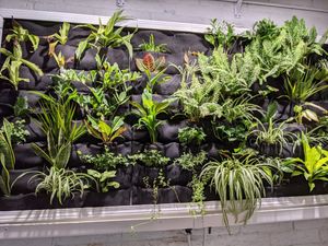Wall of plants at Giving Tree Cafe in Phoenix