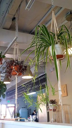 Love the plants hanging from the ceilings. at Giving Tree Cafe in Phoenix