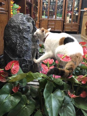 You may even make a friend here  at Zhong Yong Vegetarian in Guangzhou