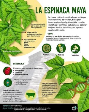 Planta regional rica en minerales y nutrientes. Cómpralas en el Mercado Slow Food Yucatán en los días sábado o en cualquier Mercado local. at Café Orgánico in Merida