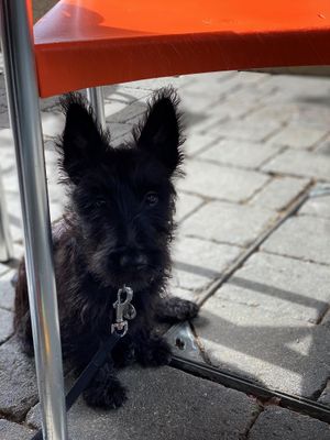 Dog friendly 💚💚💚 at Tom's Diner in Banbury