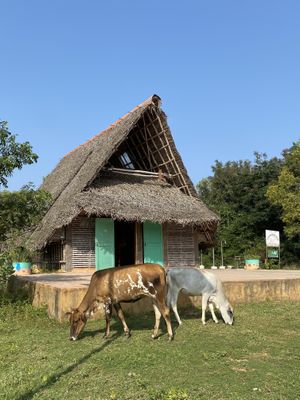   at Tea Hut at Sadhana Forest in Auroville
