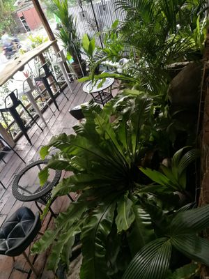 Little garden at Street Vegan House in Koh Phangan