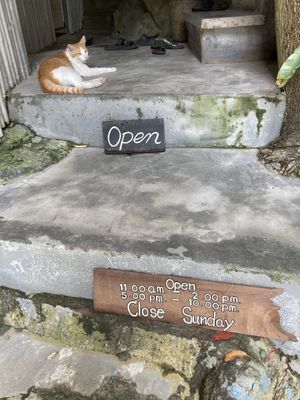 Cute cat and opening hours  at Street Vegan House in Koh Phangan