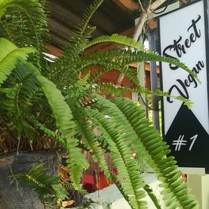 Street Vegan #1 @ pai  at Street Vegan House in Koh Phangan