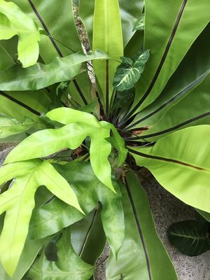 home plant at Nature Vegetarian Guest House in Malacca