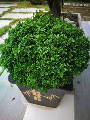 home plant at Nature Vegetarian Guest House in Malacca