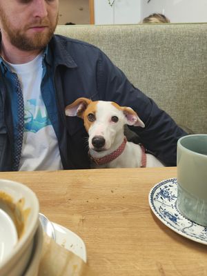 Doggy friendly 🐕 at Simple Goodness in Penrith