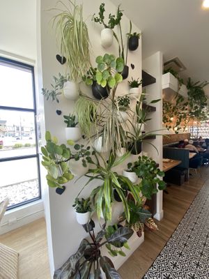 Plant wall ❤️  at Down 2 Earth in Langley