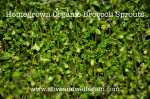 One oz has more sulforaphane than 2 lbs full grown broccoli. Cooling, detoxify blood, liver, kidneys, large intestine, spleen-pancreas, stomach, blood, yin fluids. at Alive & Well in Fort Mccoy