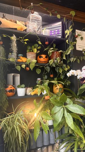   at Greens & Co in Galway