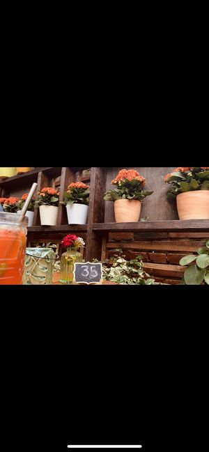   at Vegan House - Alaunstraße in Dresden