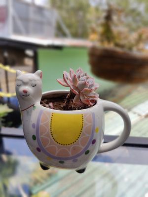  at Boca2 in Monteverde