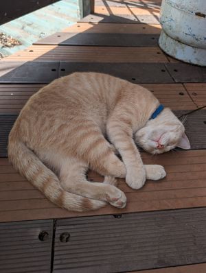 Garden cat at Boca2 in Monteverde