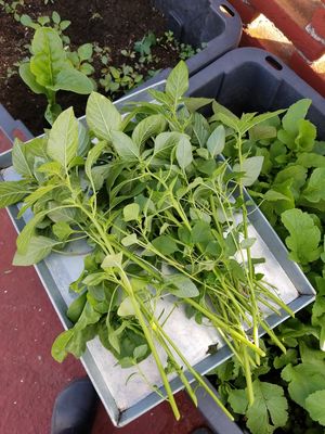 Nos mostraron el pequeño huerto en el que cultivan algunos productos del menú. at Come Xhido in Puebla