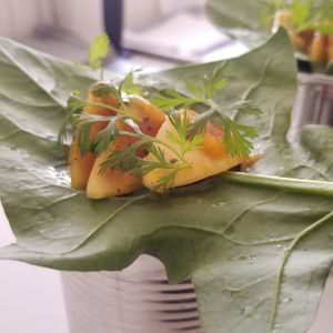 Taco de vegetales at Come Xhido in Puebla