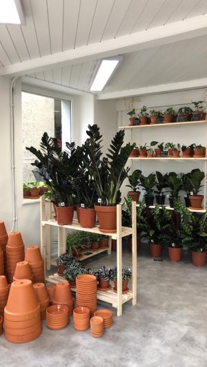 Plants at The Green Corner  in Aarau