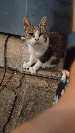  at Kalamaki in Kalamata