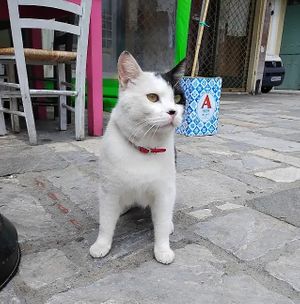   at Kalamaki in Kalamata