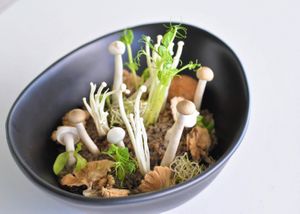 Mushroom Garden at Halapua by Kapuhala in Koh Samui