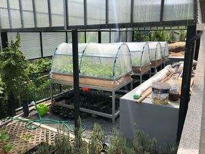 Vegetable Garden at Halapua by Kapuhala in Koh Samui