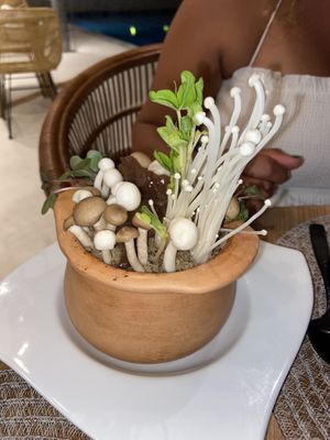 Mushroom garden  at Halapua by Kapuhala in Koh Samui