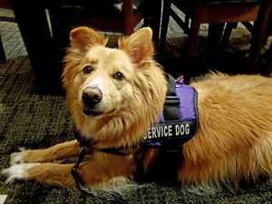 our service dog at The Manatee Cafe in St Augustine