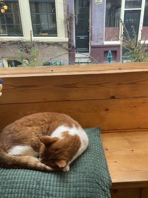 Cute cafe cat  at Back to Black - Weteringstraat in Amsterdam