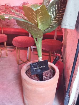 Indoors at Vegamo Deli in Mexico City