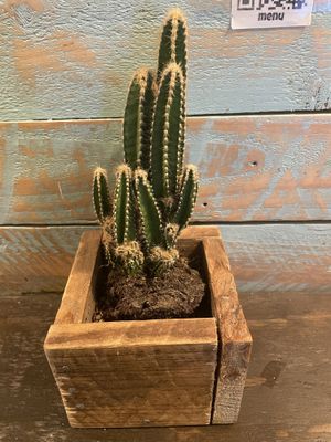 Cactusito  at Monchito in Barcelona