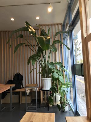 Interior plants  at ANY B&B + Coffee in Nara