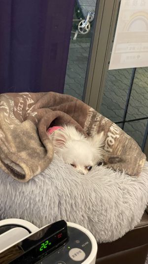   at Fujifuku in Tokyo