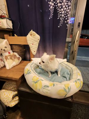   at Fujifuku in Tokyo