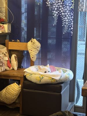   at Fujifuku in Tokyo