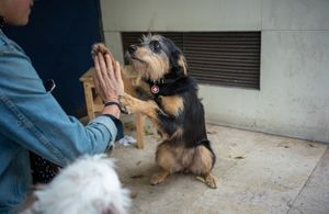 Bring-your-dog-to-brunch day at Selva at Selva in Lisbon