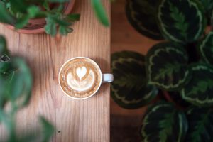 Coffee straight from the jungle at Selva in Lisbon