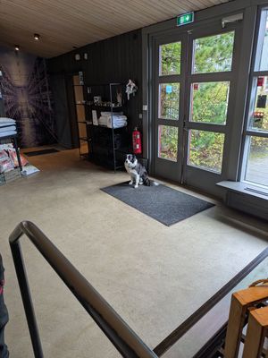Very friendly dog greeting you at the door at Farmer's Bistro in Fludir