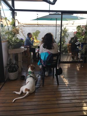 Indoor outdoor seating dog friendly  at Violeta in Santiago