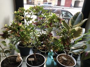 lots of plants😄 at Rabbit Run - Maybe closed in St Petersburg