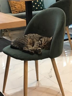 Nameless cat mascot  at Bonjour in Tivat