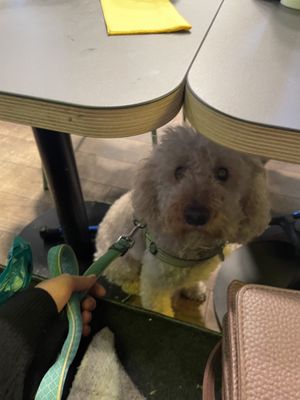 Dog friendly😄  at Seven Sundays in Dusseldorf