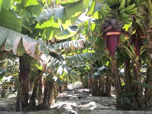 Banana Garden in southern Iran.  at Iran Vegan Travel in Isfahan